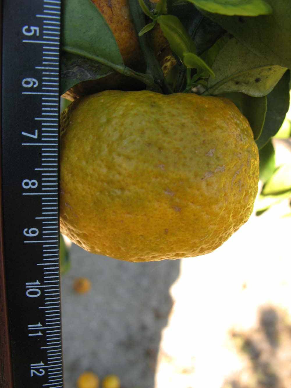              Fruit (Winter Haven, FL)       